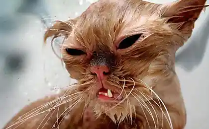 Кот - пришелец ))
