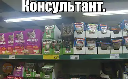 Консультант