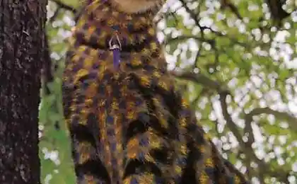 Крашеные кошки
