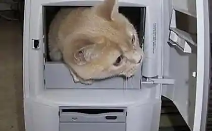 А я ваш новый процессор !