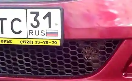 Под капотом сто лошадей и один кот.