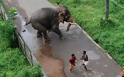 Mad elephant (5 фото)