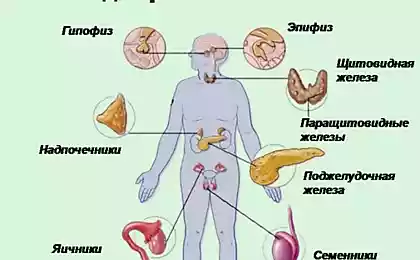 Упражнения для улучшения работы эндокринной системы