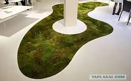 Модный ковер мохом порос