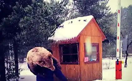 Людина дрочить ведмедя під бар'єр!