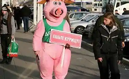 Ешьте курицу