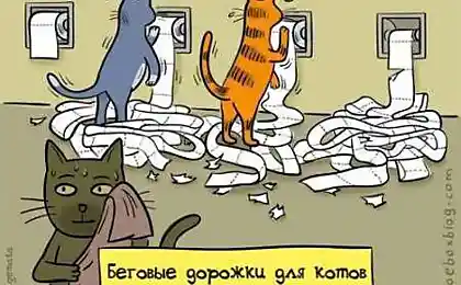 Беговые дорожки для котов