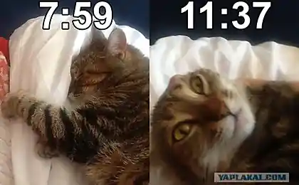 Пробуждение кота