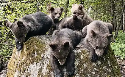 Медвежата из Бубониц. Согласно оценкам экспертов, ежегодно сиротеет несколько сотен медвежат