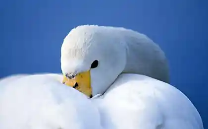 Лебеди