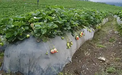Технологія вирощування полуниці