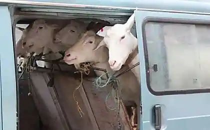 Китайский натурпродукт