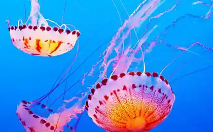 Jellyfish приносить практичні переваги дітям