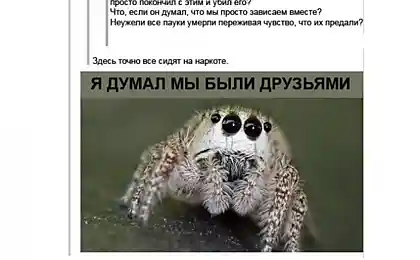 Никогда не убивай паучков в ванной!