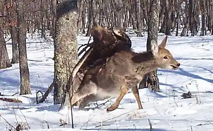 Беркут и олень