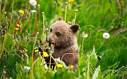 Bears
