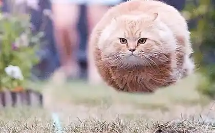 Неопознанный летающий котообъек ...)))