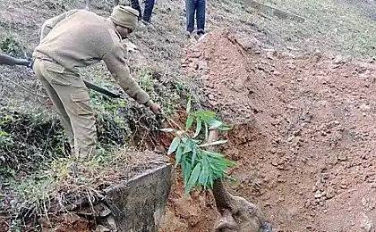 Помощь слоненку