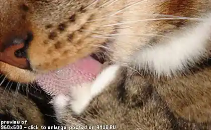 Вовняні мови Cat Close Up