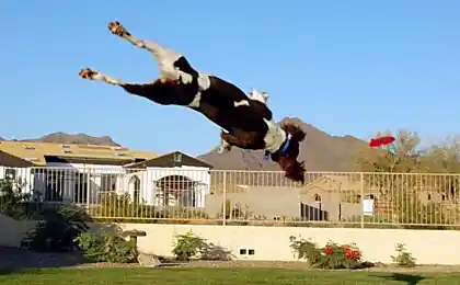 Perra Volar