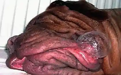 Из жизни собак