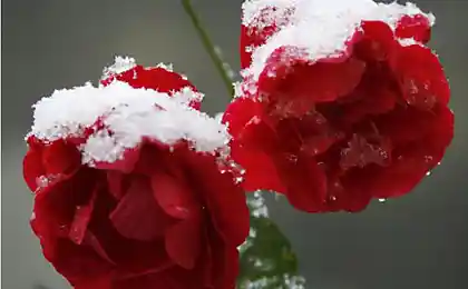 Зимние мотивы