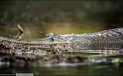 Тайна джунглей Читвана (7 фото)