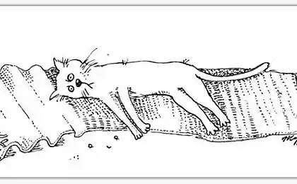 Правила поведения кошек (9 правил)
