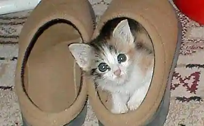 Смешные кошки (33 фотки)