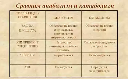 Диета Эммануила Ревича: выровнять метаболизм и облегчить лечение заболеваний