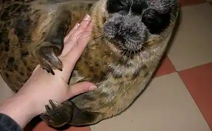 Домашний тюлень (8 фото)