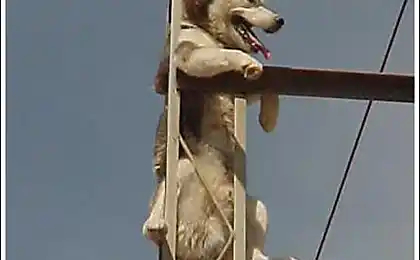 Собачка на стовпі.