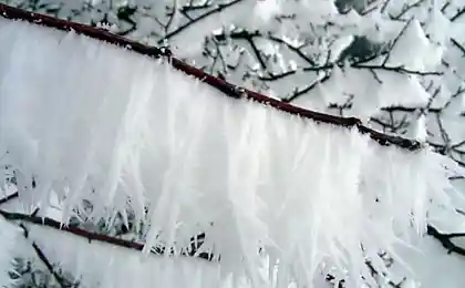 Необычный иней