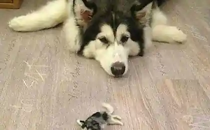 Хаски