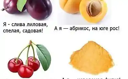 Я слива лиловая...