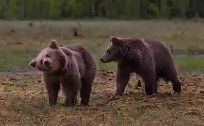 Нелегкая жизнь медвежат