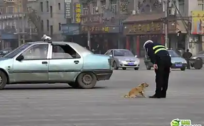 Собака и полицейский (6 фотографий)