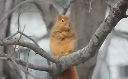 Я толстая??!!