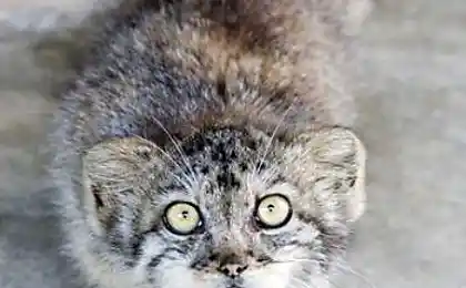 Я, кошеня.