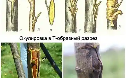 Як правильно розщепити яблуню