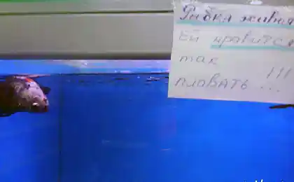 Живая рыба