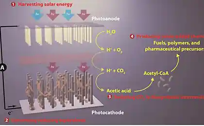 Горючее из воздуха и воды: инженеры создали революционную систему для искусственного фотосинтеза