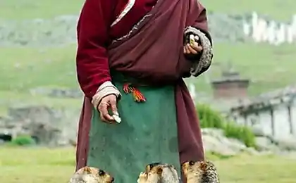 Ароматизована мармот Himalayan