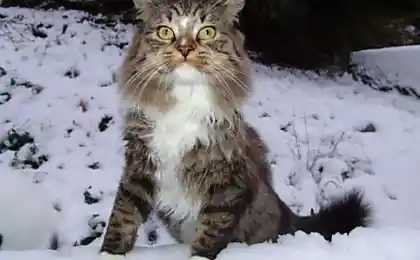 Котейки на снегу
