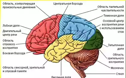 Эти знания очень важны для родителей! Возрастные этапы созревания мозга