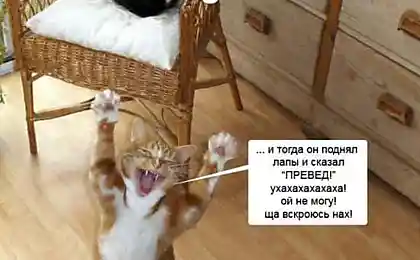 Котейки 3