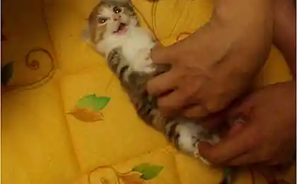 Когда кота прет не по детски