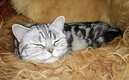 Сплячий коти