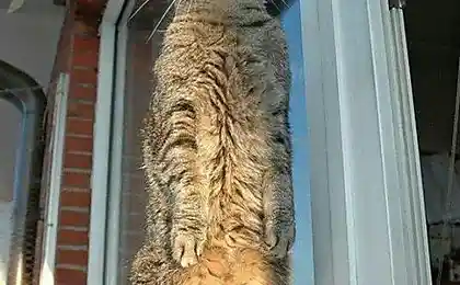 Кошаки...