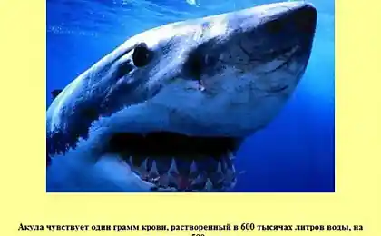 Интересные факты в картинках (30 картинок)